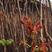 红油香椿树苗包成活现挖现发免费技术管理指导。