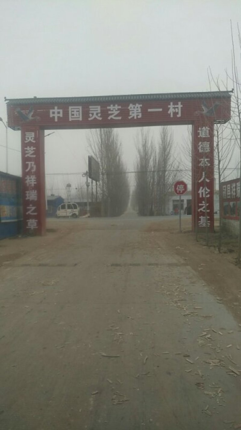 出售灵芝