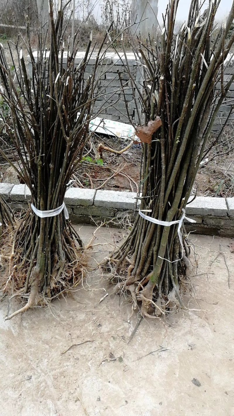 吴茱萸苗