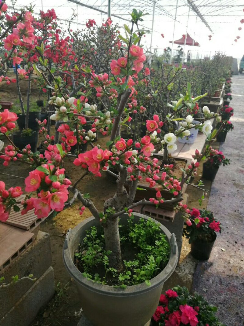 木瓜海棠苗