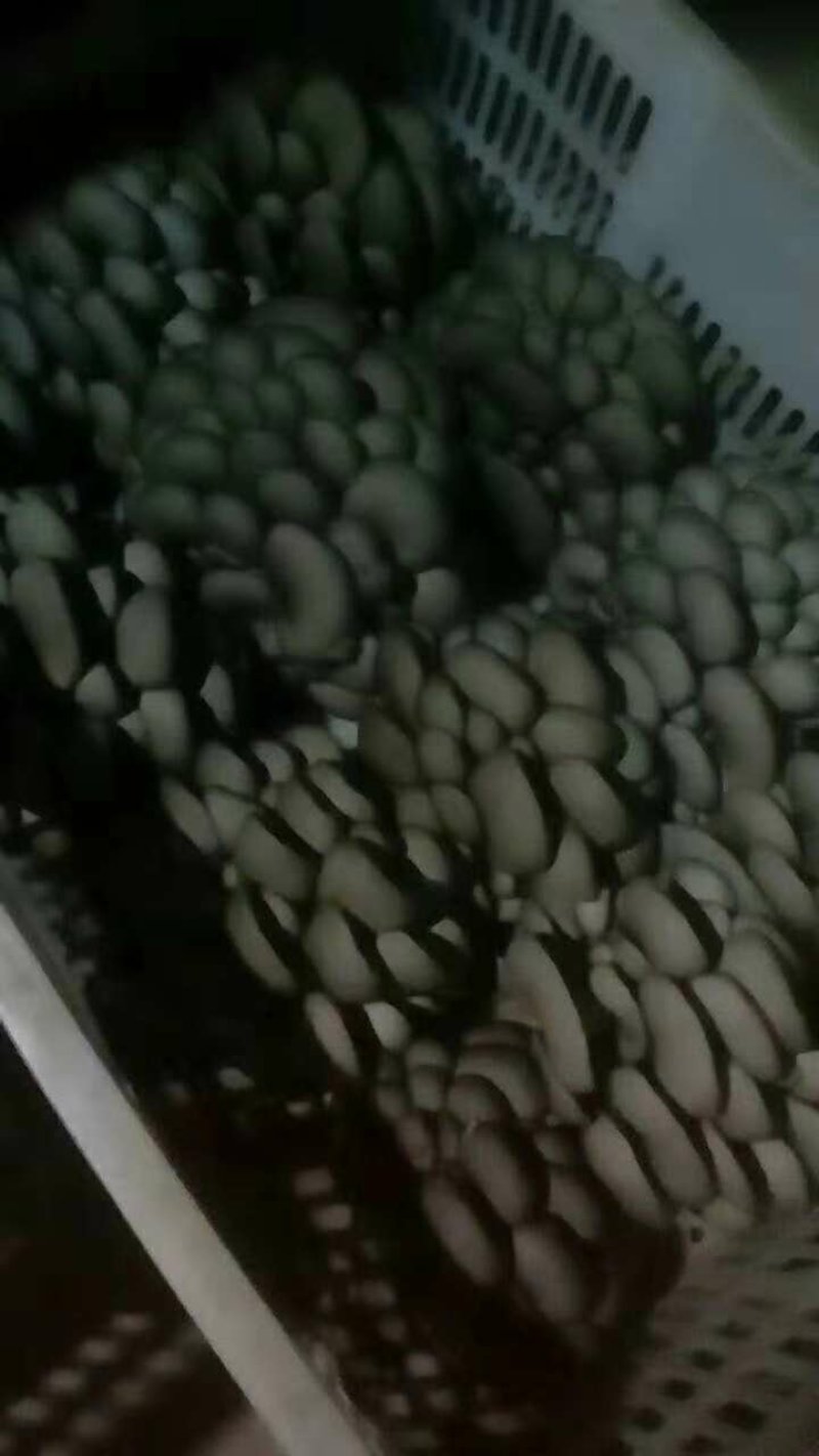 平菇，榆黄蘑出菇菌包的可以预定了，