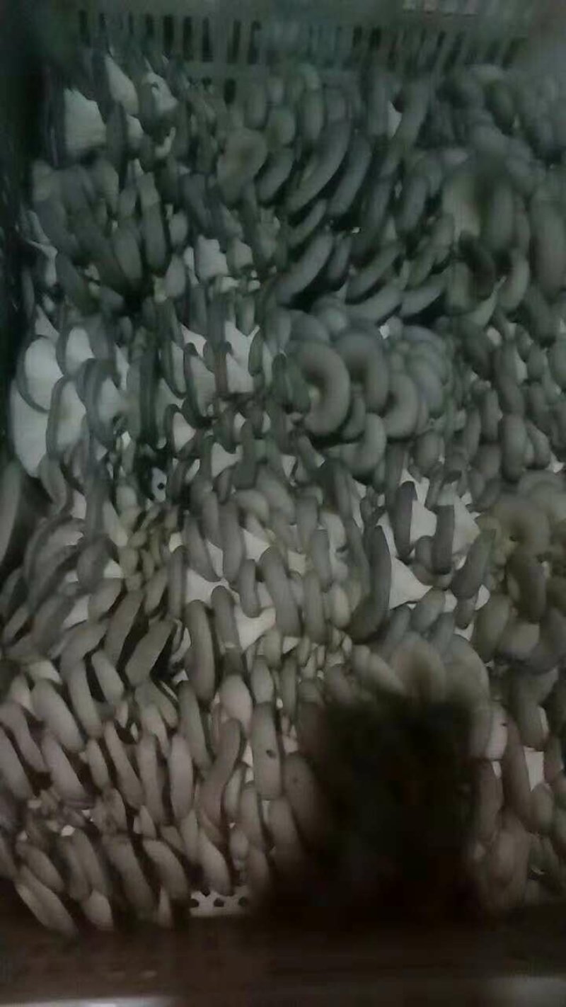 平菇，榆黄蘑出菇菌包的可以预定了，