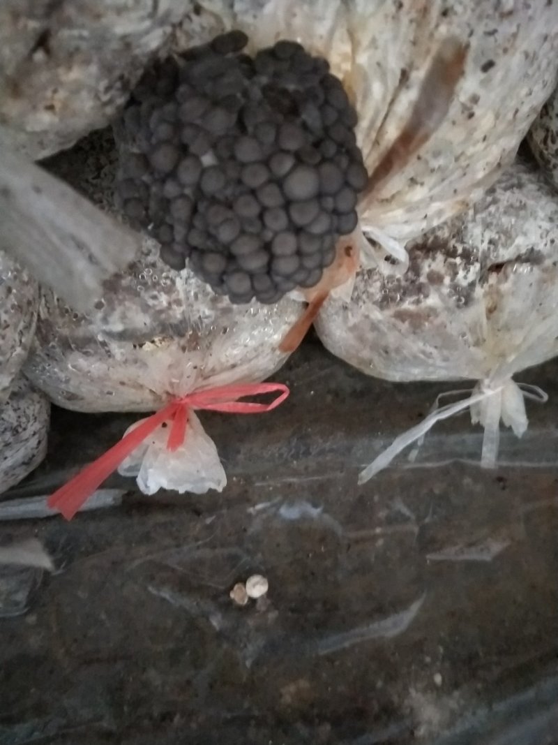 平菇，榆黄蘑出菇菌包的可以预定了，