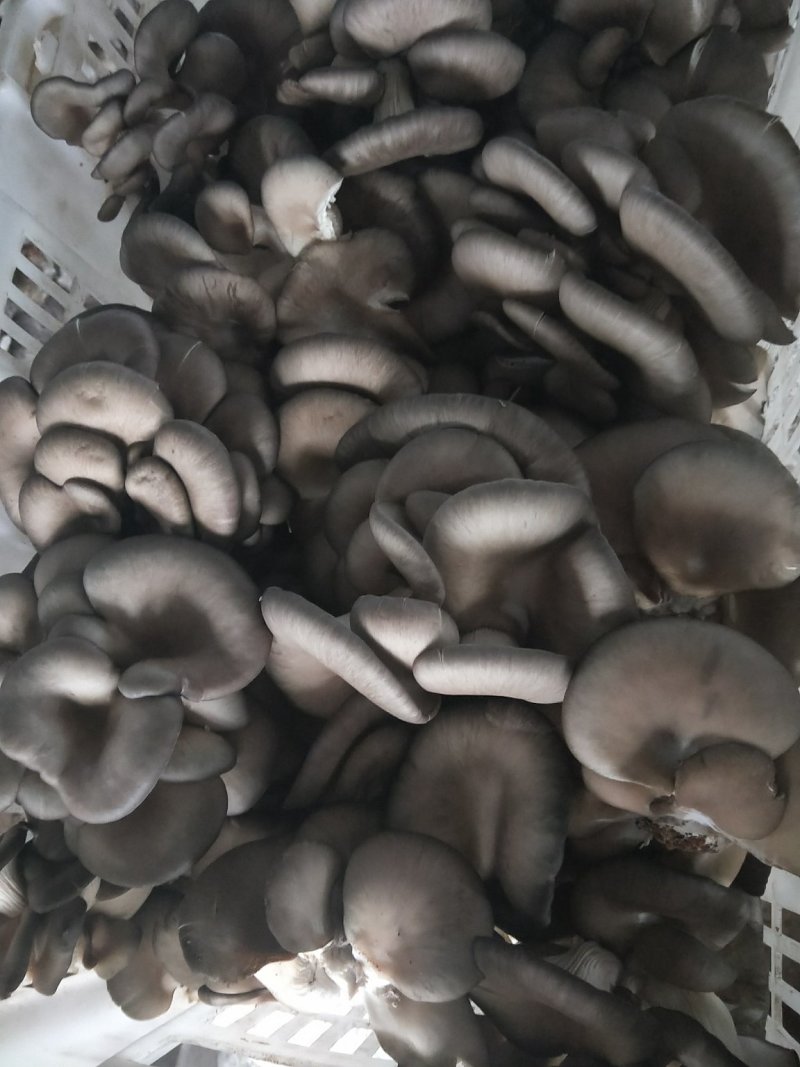平菇，榆黄蘑出菇菌包的可以预定了，