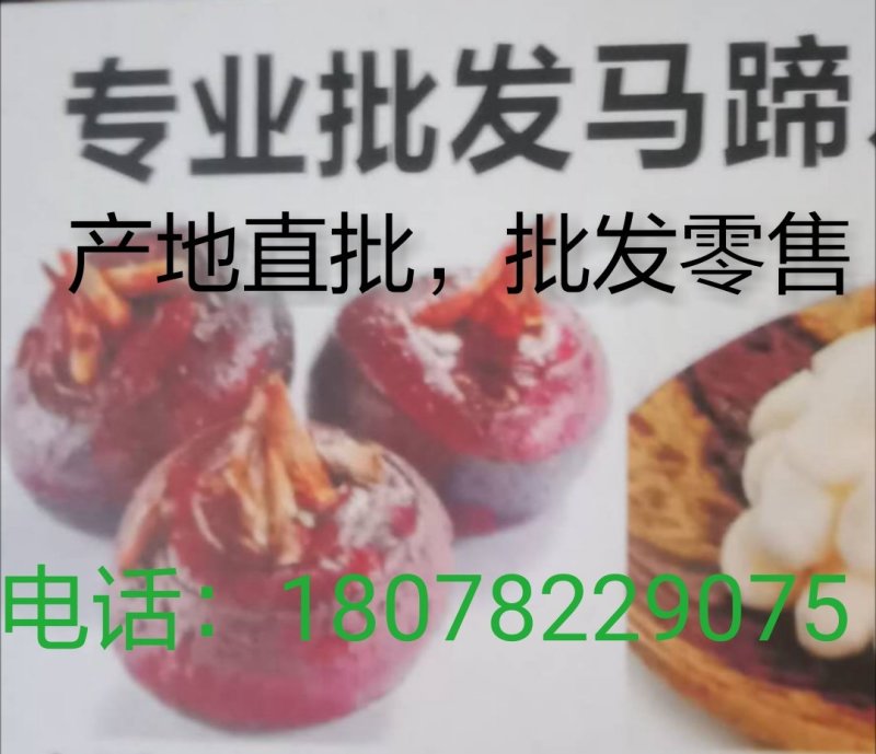 产地直批，清口马蹄
