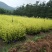 黄金宝树