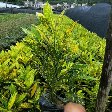 漳州市绿化苗木海南洒金