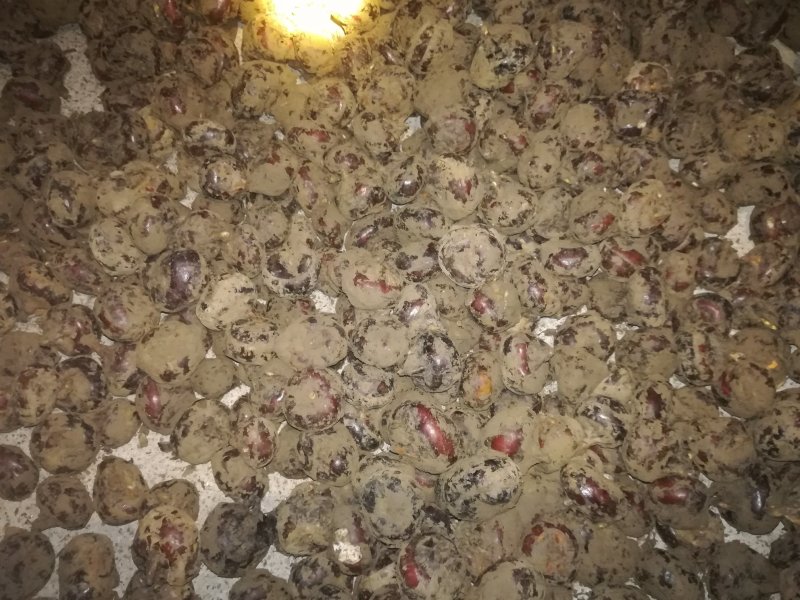 产地直批马蹄，无套路！长期合作诚信为本！