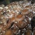 香菇0912菌种栽培种168.808