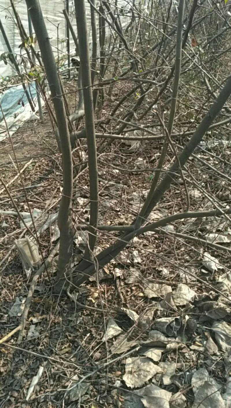 木瓜火棘树香椿梨树处理