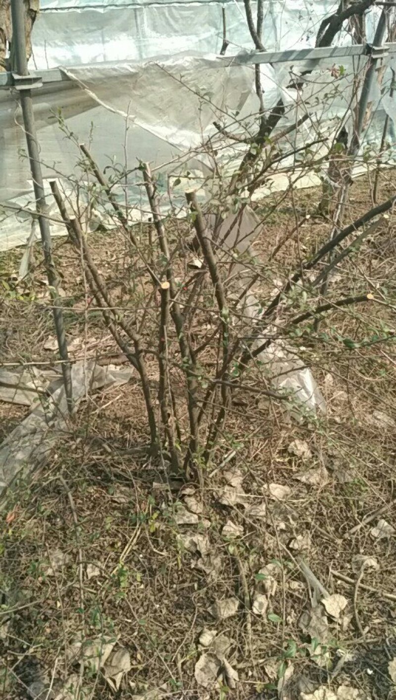 木瓜火棘树香椿梨树处理