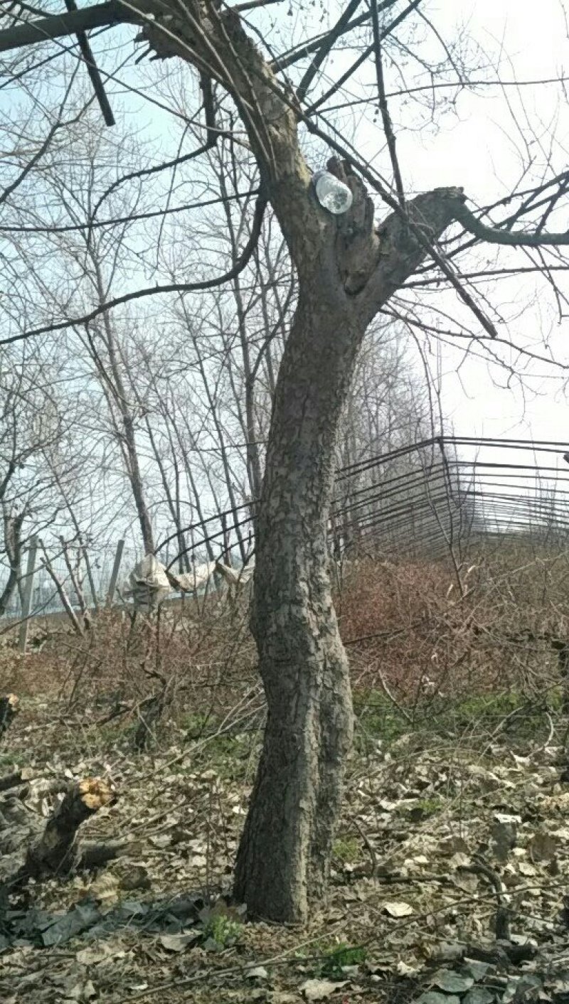 木瓜火棘树香椿梨树处理