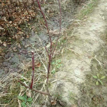木瓜火棘树香椿梨树处理