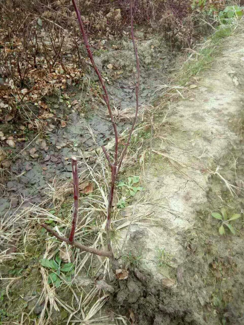 木瓜火棘树香椿梨树处理