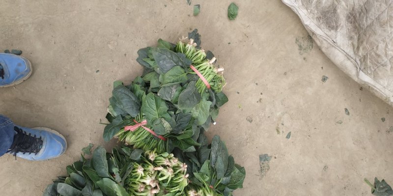 趴地越冬大叶菠菜代收代购