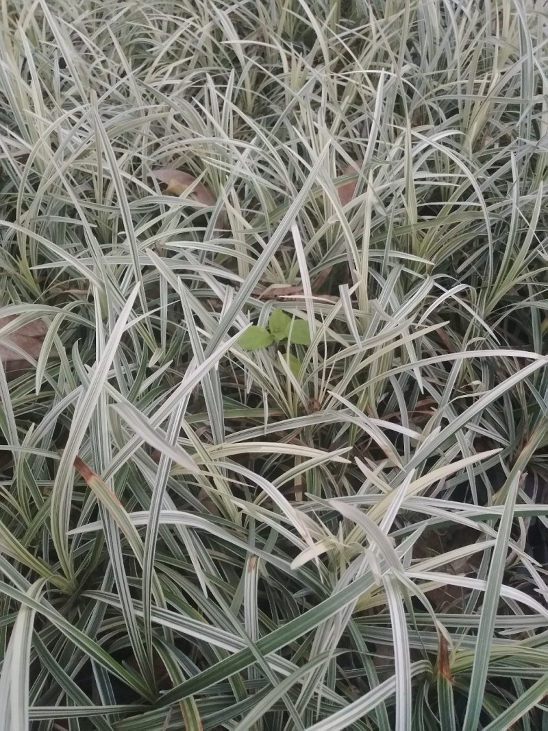 漳州市绿化苗木银边草