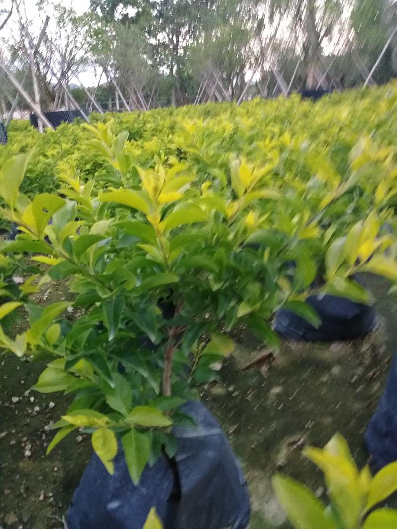 漳州市绿化苗木黄金叶