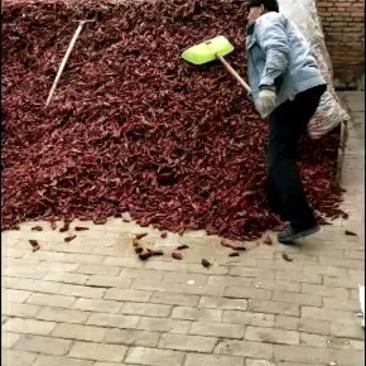 辣椒产区大量供应北京红干辣椒