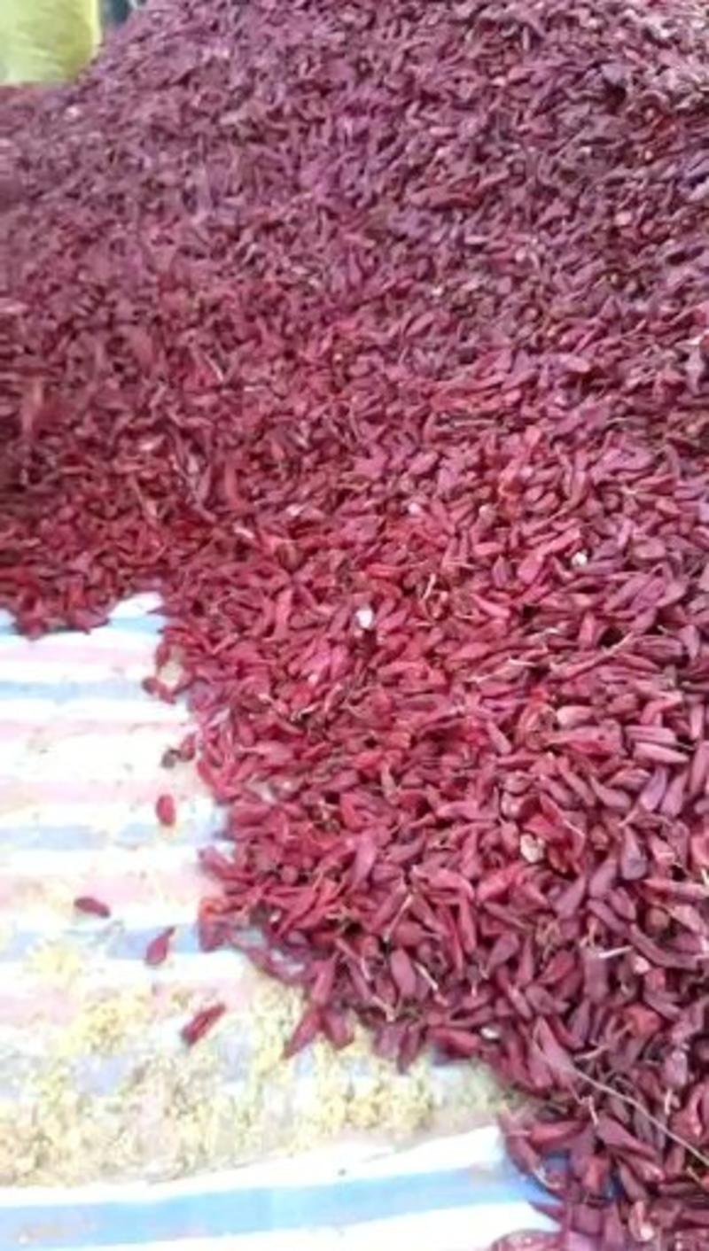辣椒产区大量供应北京红干辣椒