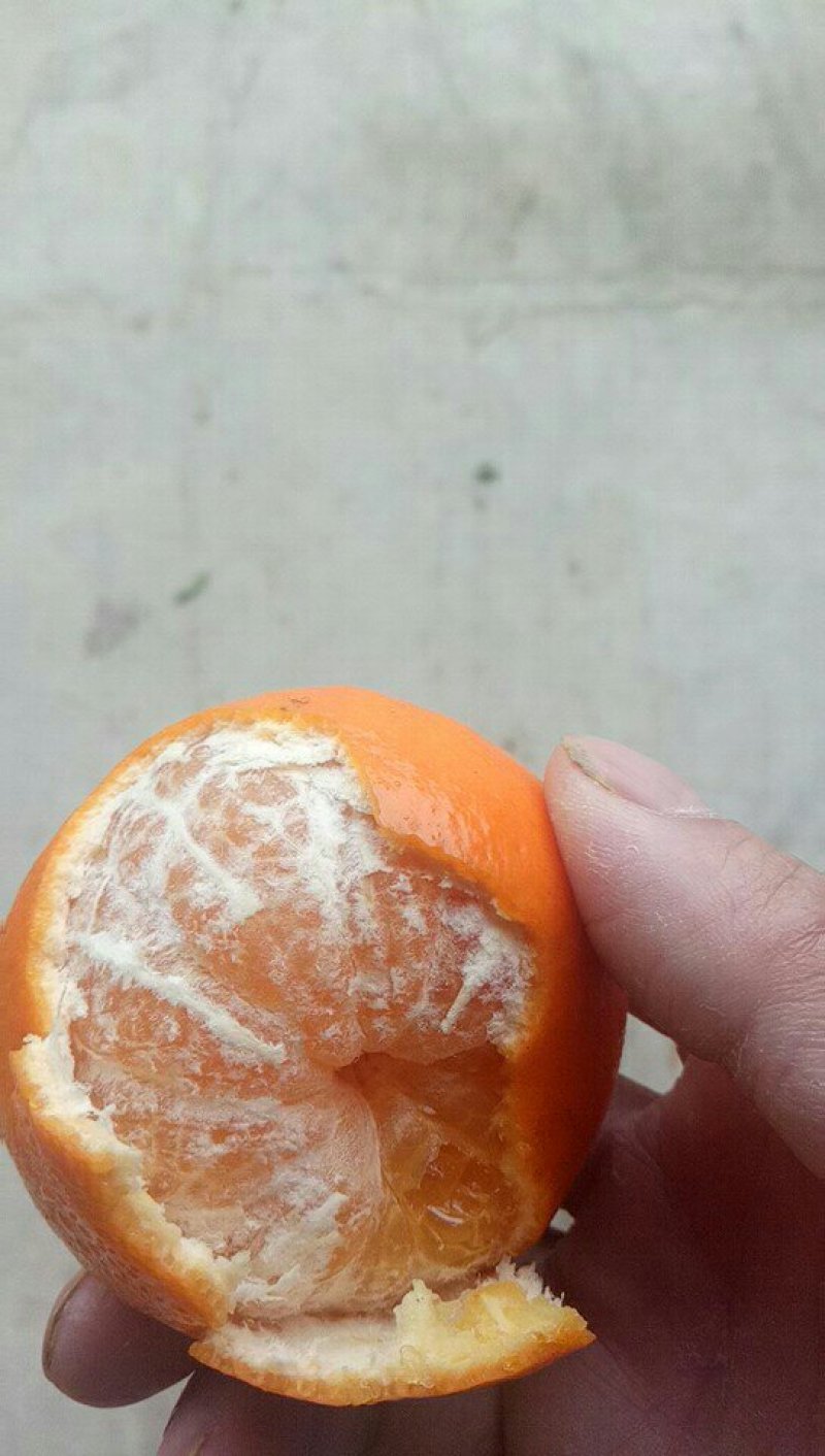沃柑广西精品沃柑热销中，欢迎您的选购，合作共赢