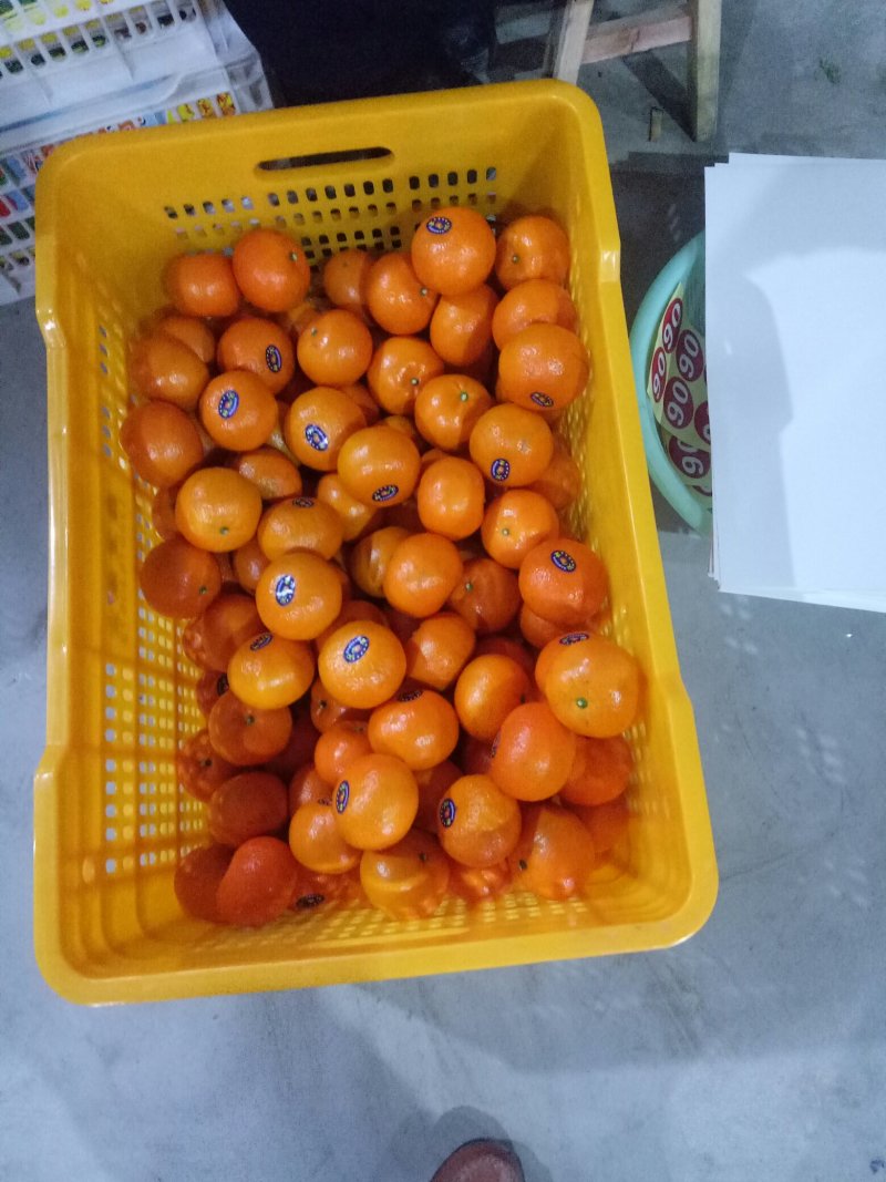 沃柑广西精品沃柑热销中，欢迎您的选购，合作共赢