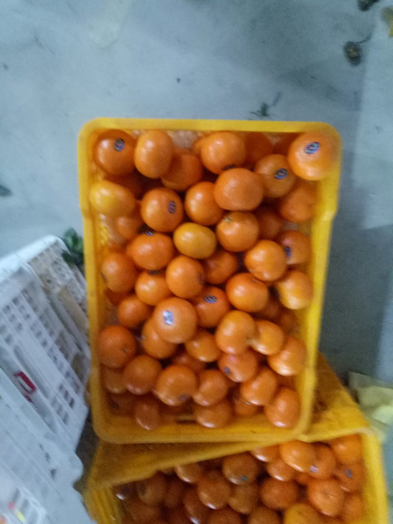 沃柑广西精品沃柑热销中，欢迎您的选购，合作共赢