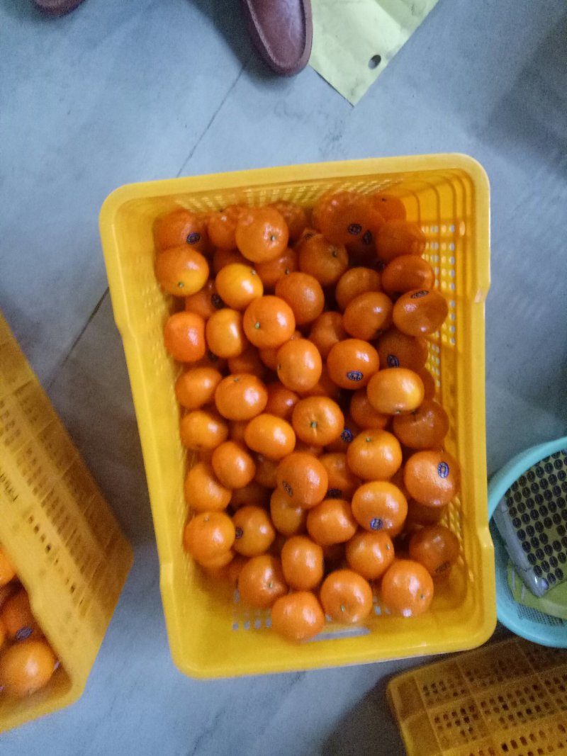 沃柑广西精品沃柑热销中，欢迎您的选购，合作共赢