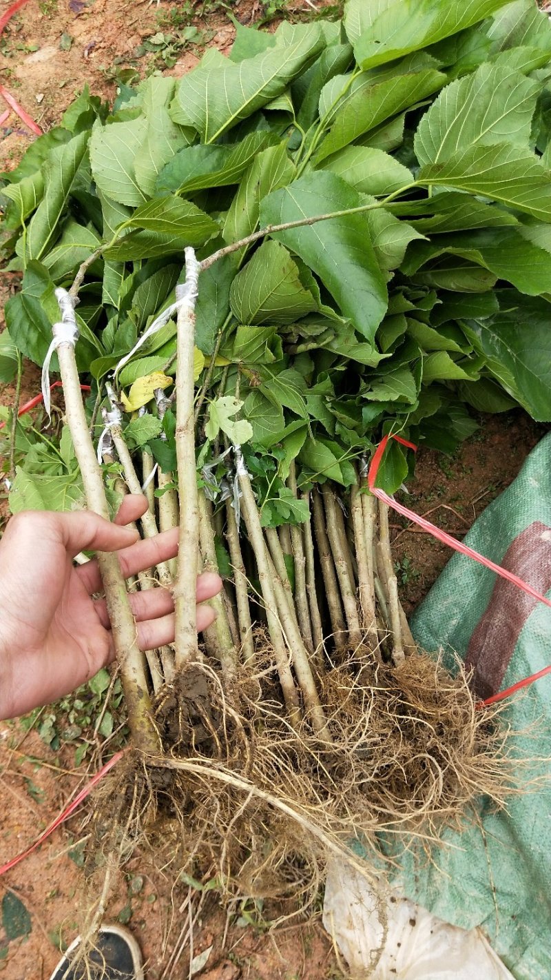 【正品】桑椹树苗，长果桑，大果桑