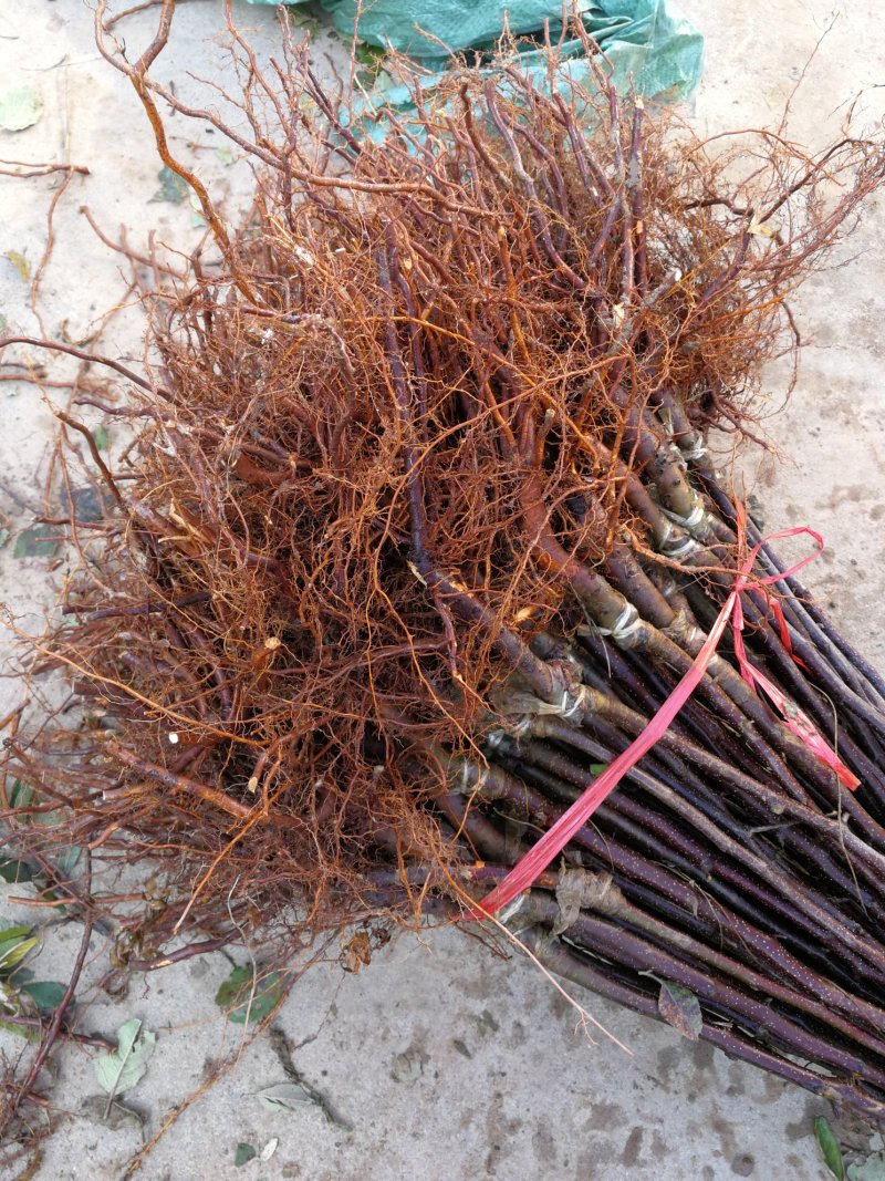 出售甘肃天水花牛苹果树苗