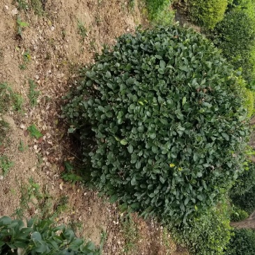 精品出售大叶黄杨球。大叶黄杨球。量大优惠，球型植物。