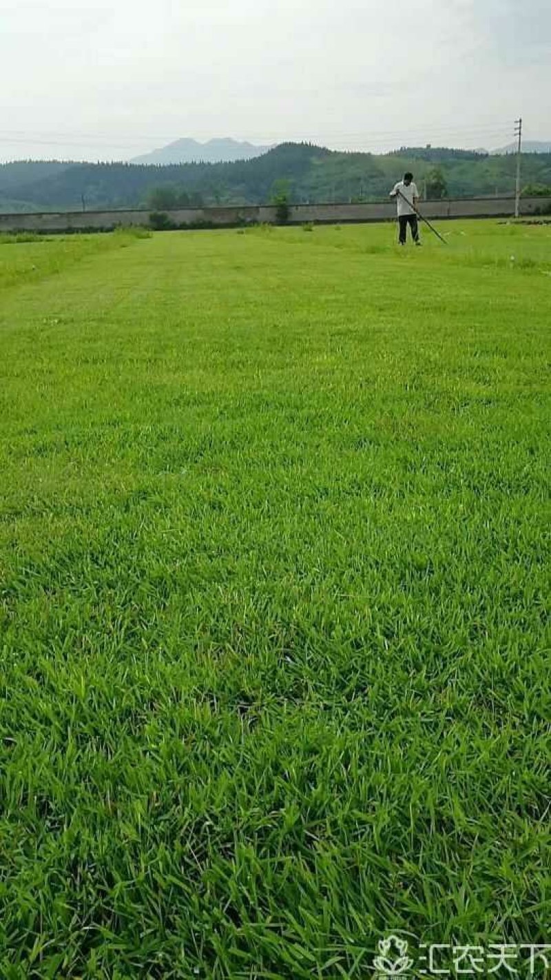 兰引三号草毯