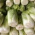 北京三号白菜一4一6斤净山东济宁市泗水县菜每斤6分