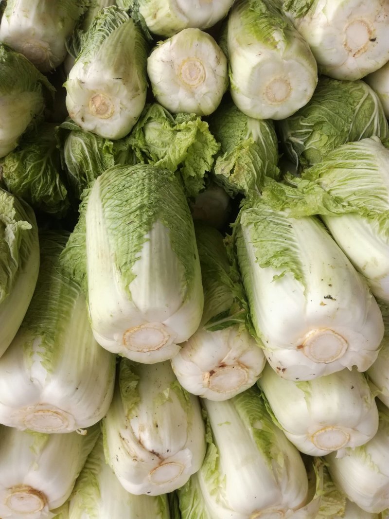 北京三号白菜一4一6斤净山东济宁市泗水县菜每斤6分