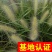 小兔子狼尾草小布尼狼尾草