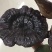 野生灵芝