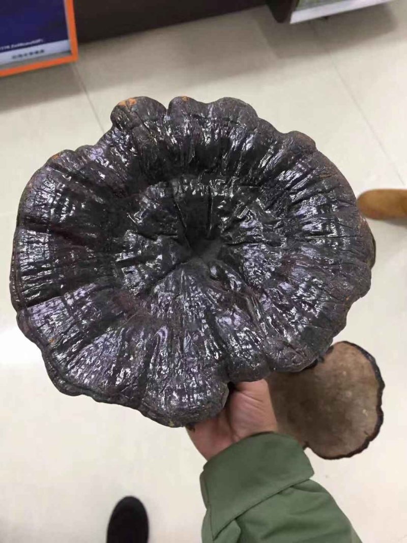 野生灵芝
