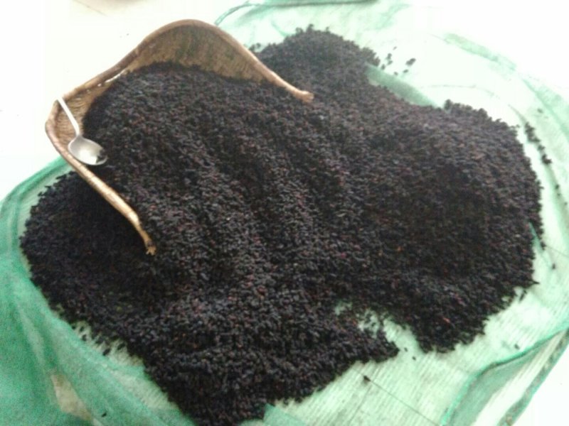 桑果～～鲜桑果种植基地特级12.5食品厂！电商药材商订购