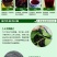桑果～～鲜桑果种植基地特级12.5食品厂！电商药材商订购