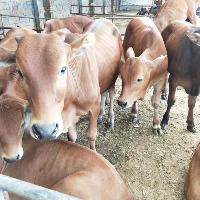 肉牛牛犊肉牛犊活牛小牛犊西门塔尔牛牛犊活体牛犊价格