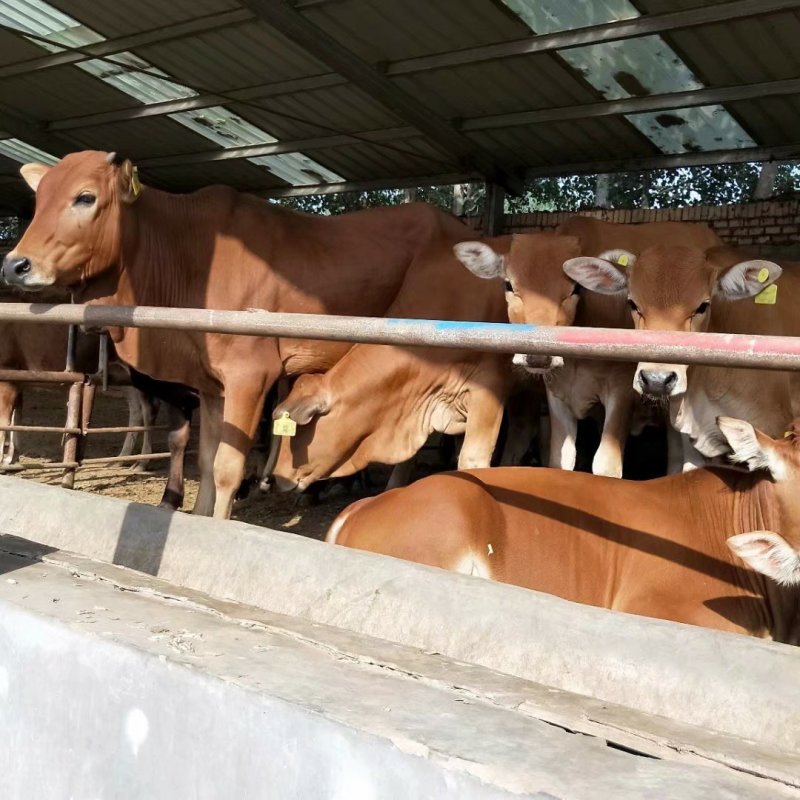 肉牛牛犊肉牛犊活牛小牛犊西门塔尔牛牛犊活体牛犊价格188