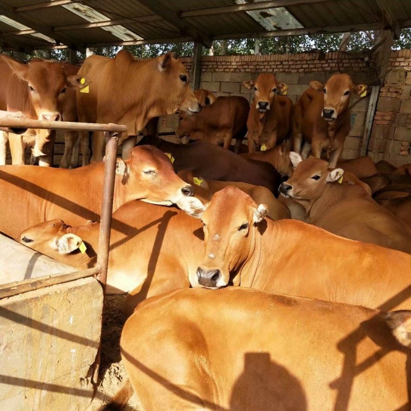 肉牛牛犊肉牛犊活牛小牛犊西门塔尔牛牛犊活体牛犊价格188