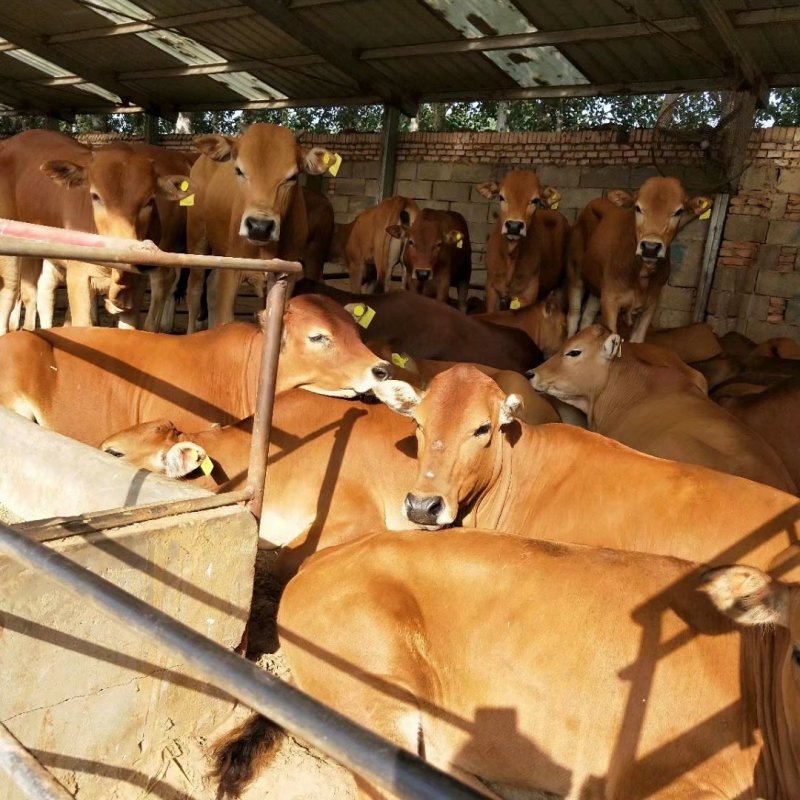 肉牛牛犊肉牛犊活牛小牛犊西门塔尔牛牛犊活体牛犊价格188