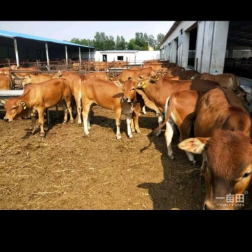 肉牛犊活体小牛仔养殖技术秋季3-6个月300斤利木赞小牛