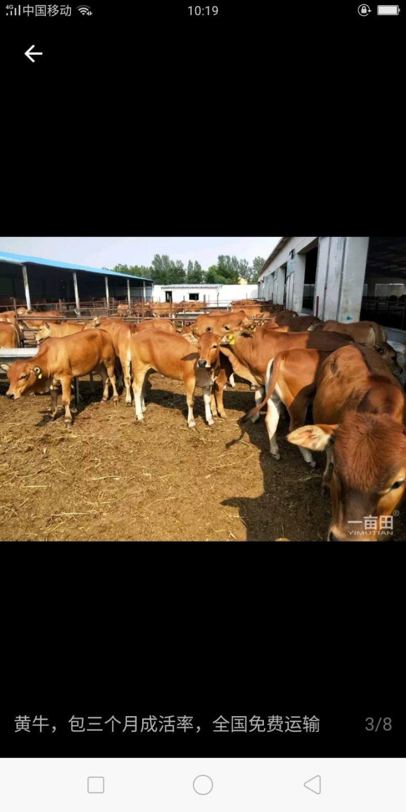 肉牛犊活体小牛仔养殖技术秋季3-6个月300斤利木赞小牛