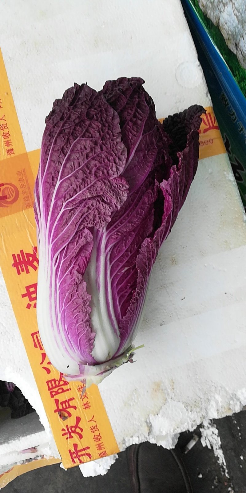 紫白菜