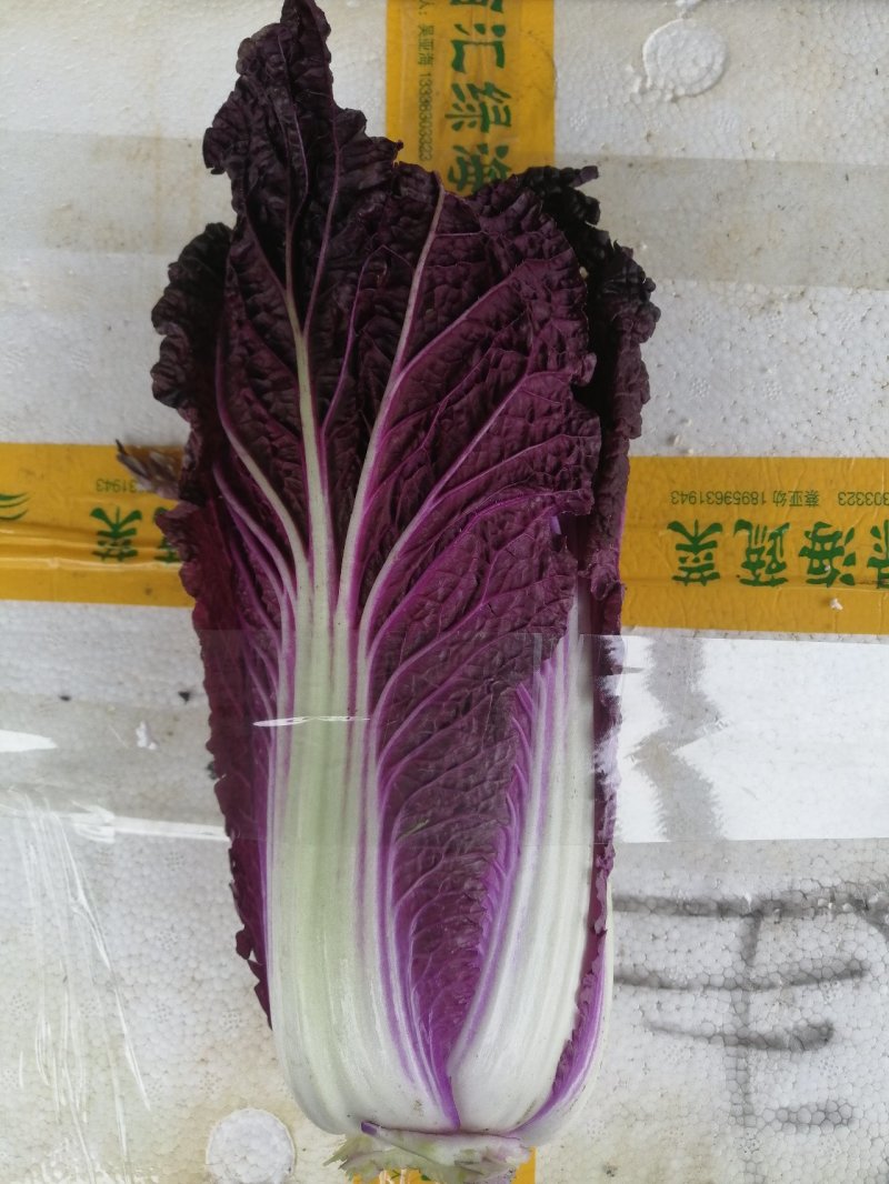 紫白菜