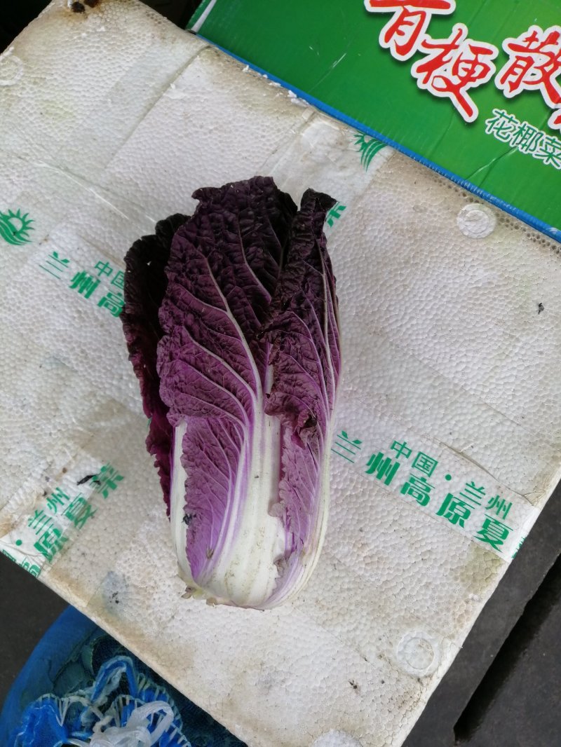 紫白菜