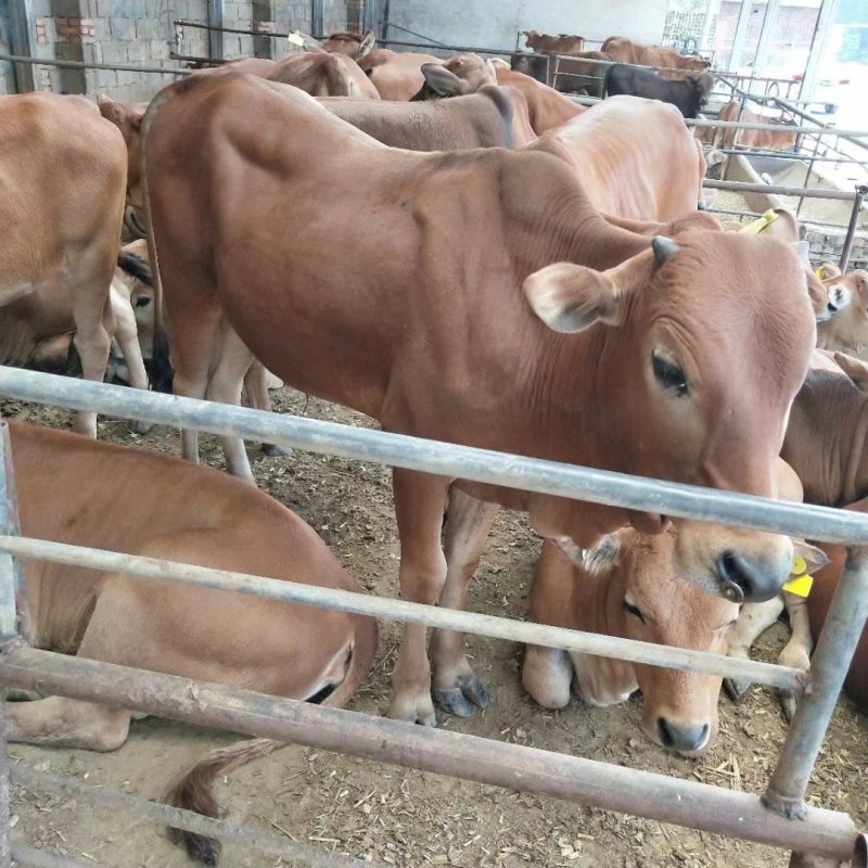 纯种西门塔尔牛3-6个月肉牛犊活体西门塔尔牛价格