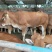 肉牛犊活体西门塔尔牛纯种改良鲁西黄牛犊3-6个月活牛养殖
