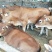 肉牛犊活体西门塔尔牛纯种改良鲁西黄牛犊3-6个月活牛养殖